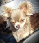 Bleuboy heel klein chihuahua lillac reutje