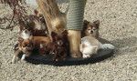 chihuahua