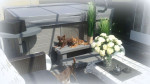 chihuahua-lovers.be