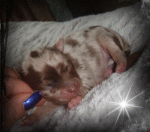 chihuahua langhaar choco merle.