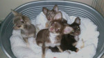chihuahua-lovers