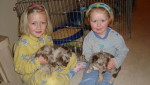 chihuahua-lovers