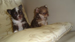 Eerste pups bij ons van Daddy