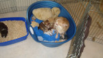 chihuahua-lovers