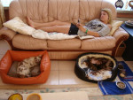 chhuahua-lovers