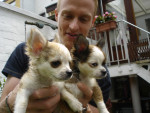 Boyke en Turbo - www.chihuahua-lovers.be