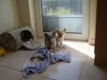 chihuahua-lovers