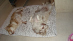 Achira en Vi?nna  .  chihuahua-lovers