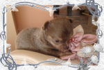 Licht choco chihuahua pup