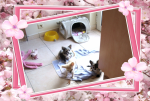 chihuahua-lovers