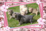 chihuahua-lovers