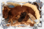 chihuahua-lovers