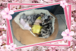 chihuahua-lovers