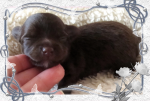chihuahua langhaar choco .