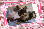 chihuahua-lovers