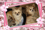 chihuahua-lovers