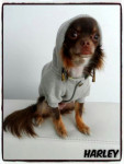 Chihuahua-lovers.be