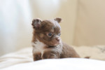 Kenzo -www.chihuahua-lovers.be
