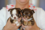 www.chihuahua-lovers.be  