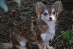 chihuahua- lovers / dochter van Vi?nna x Daddy