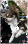 Chihuahua langhaar zoontje van Cabluna x Daddy, 6maand en 1500gr